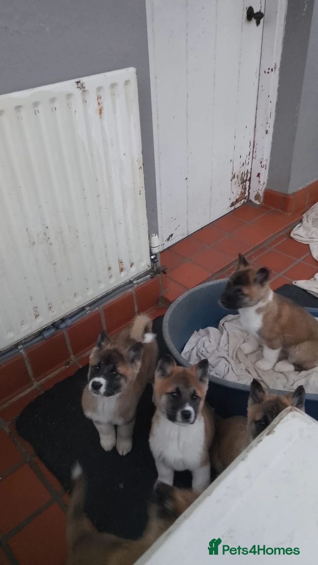 Akita dogs for sale: Akita Puppies  - Advert 3