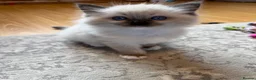 Ragdoll cats for sale: Ragdoll - Advert 3