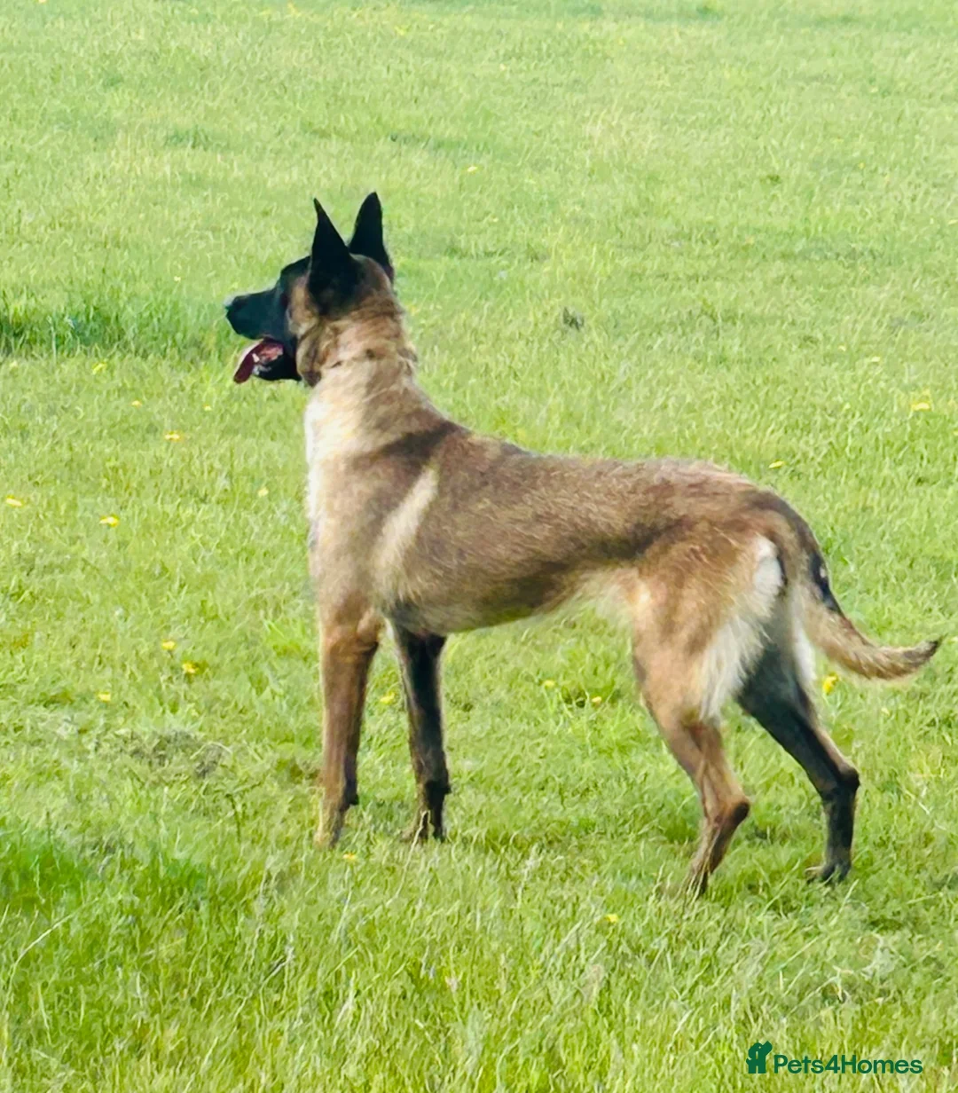 Belgian Shepherd Dog dogs for sale: KNPV BELGIAN MALINOIS SLEECKX in Stafford - Advert 2