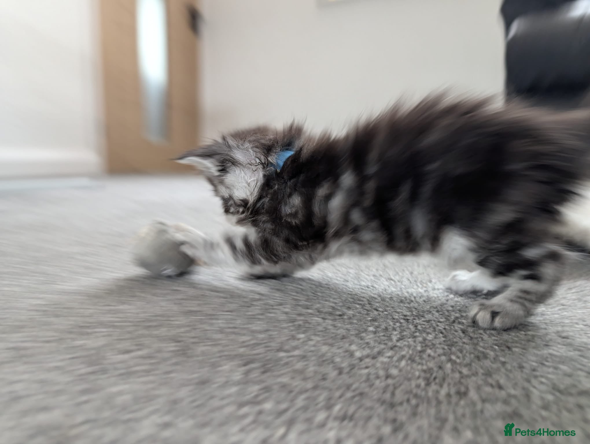Maine Coon cats for sale: Maine coon kittens  - Advert 10