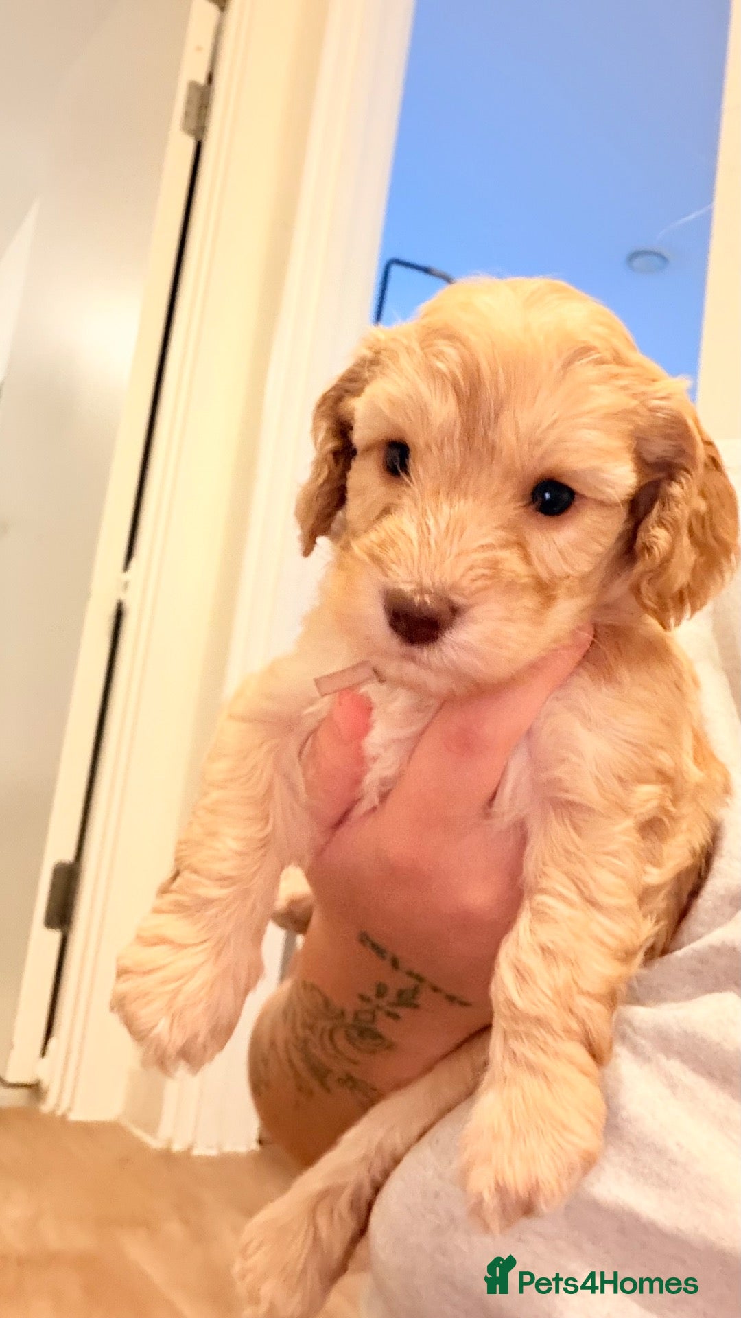 Cockapoo dogs 🐾 Gorgeous F2 Cockapoo Puppies 🐾 - Advert 2
