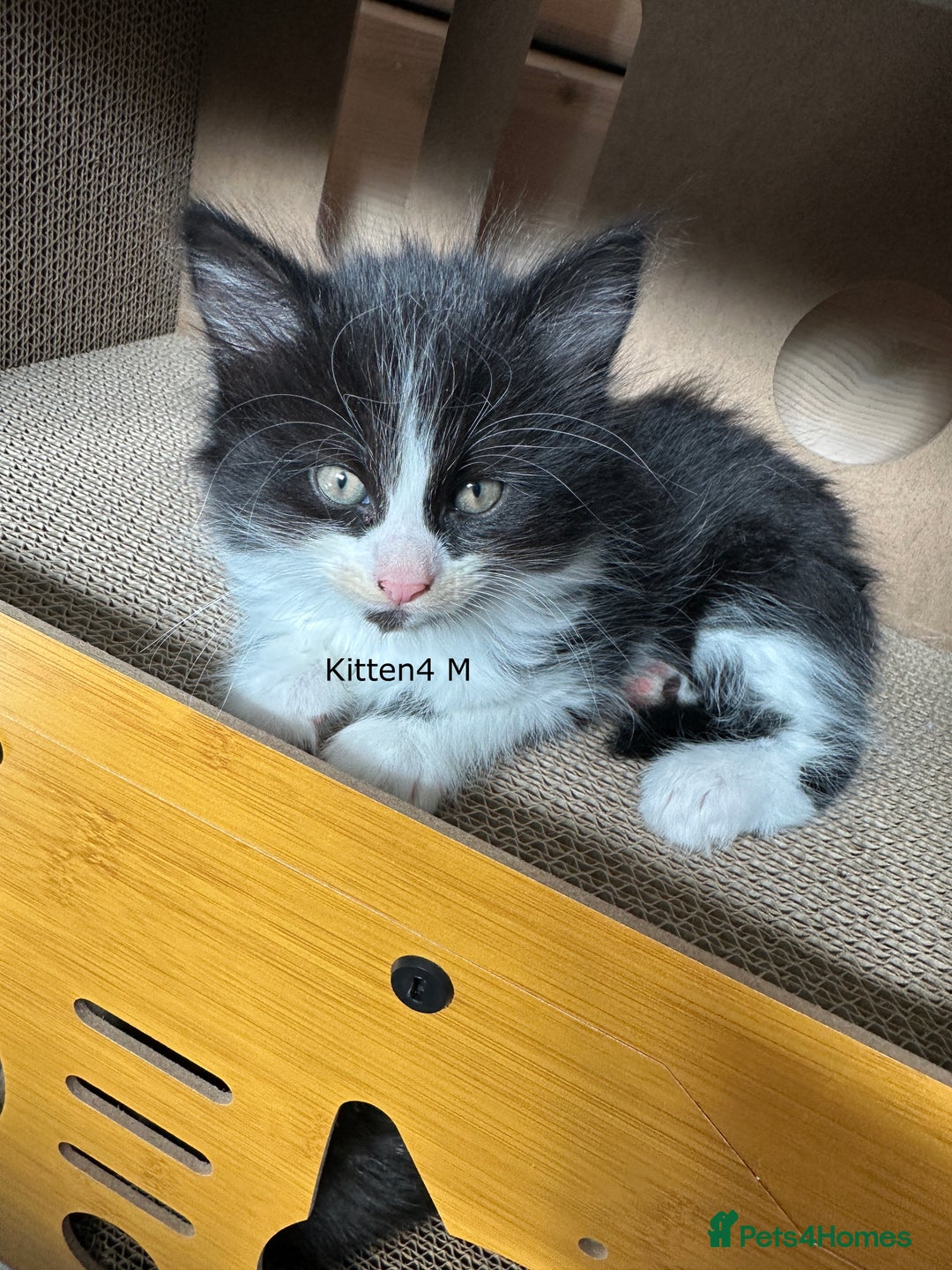 Mixed Breed cats for sale: Beautiful Kittens  - Image 2