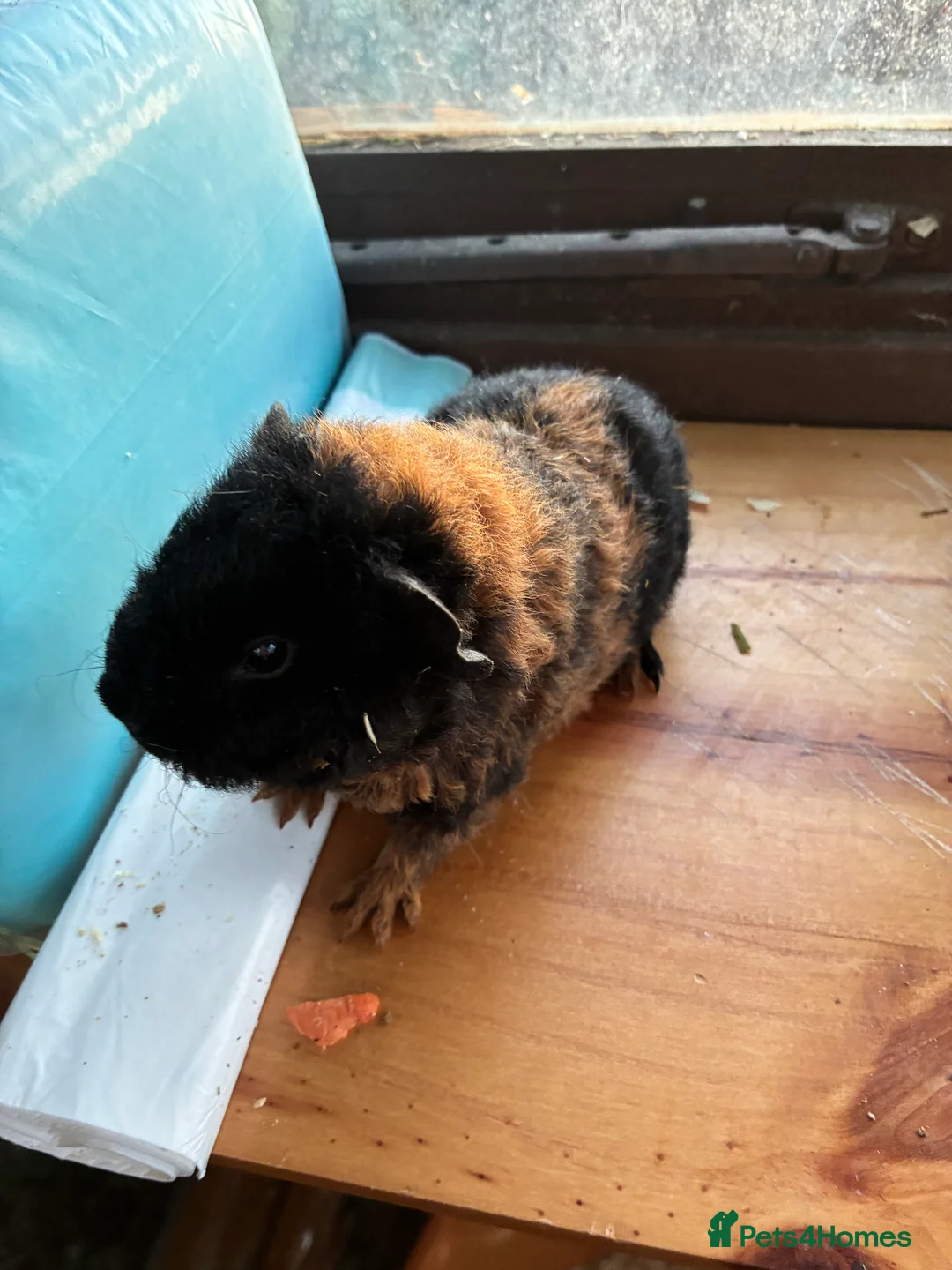 Gallery Image {{count}}