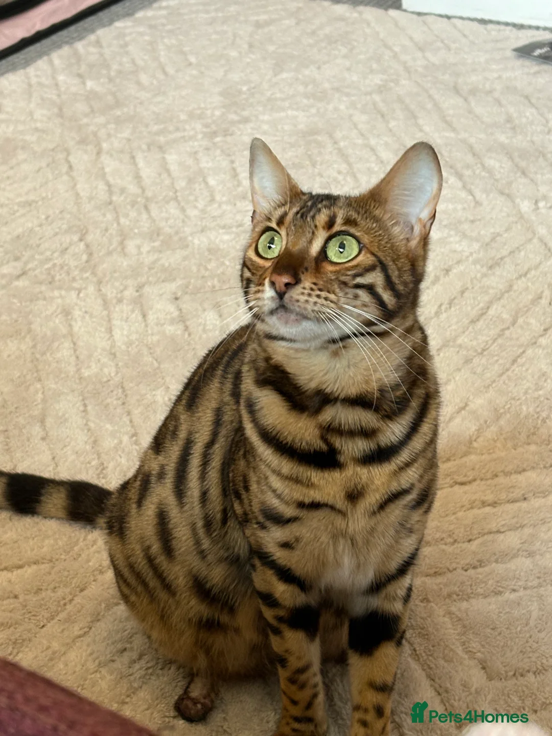 Bengal cats for sale: Pure Bengal kittens  in Oswestry - Advert 1