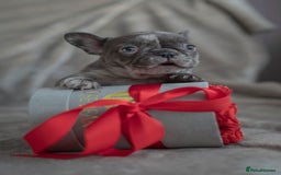 French Bulldog dogs for sale: Adorable frenchies - Image 6