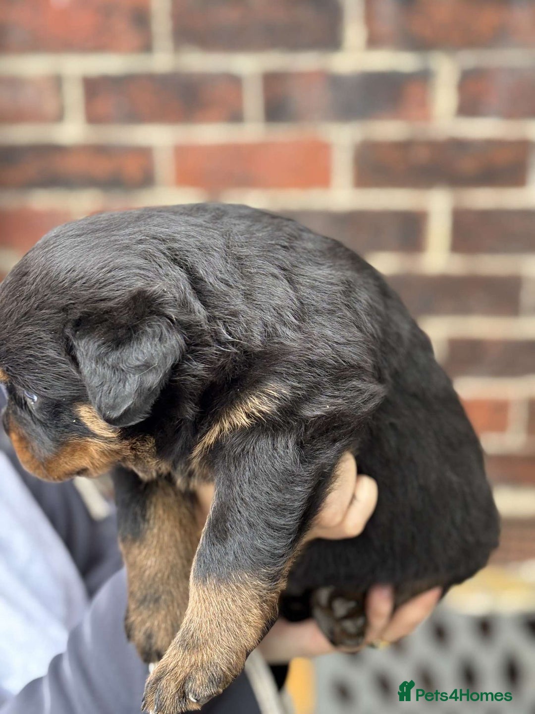 Rottweiler dogs for sale: 5 chunky pure pedigree Rottweiler pups - Image 6