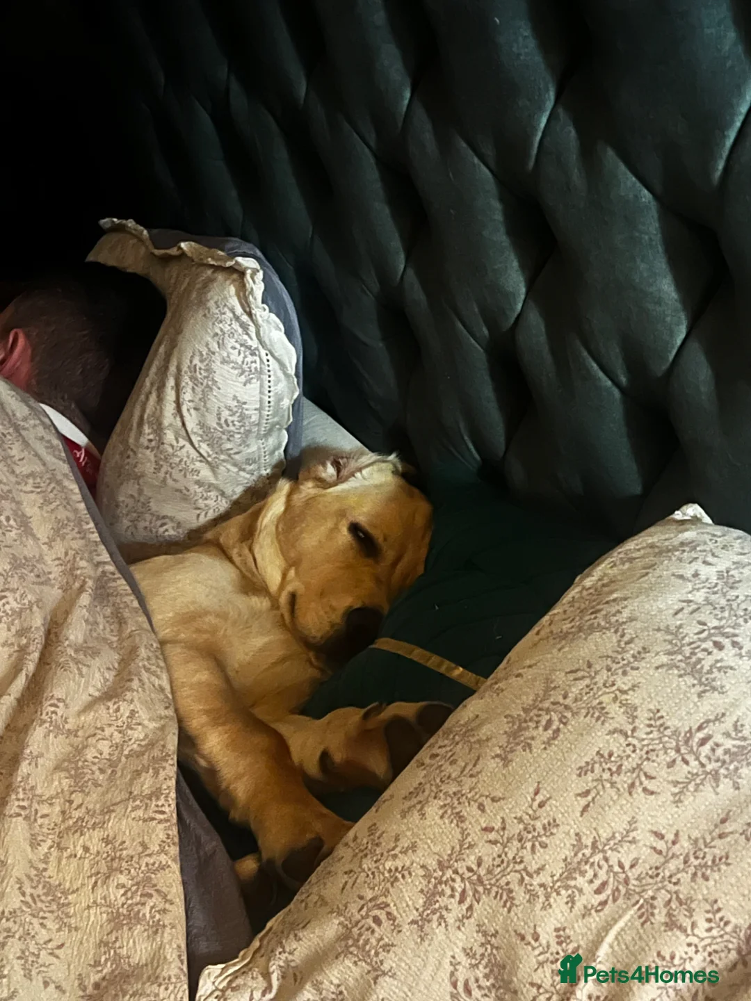 Goldador dogs for sale: Puppies- Goldadors (Golden retriever) (Labrador)  - Advert 2