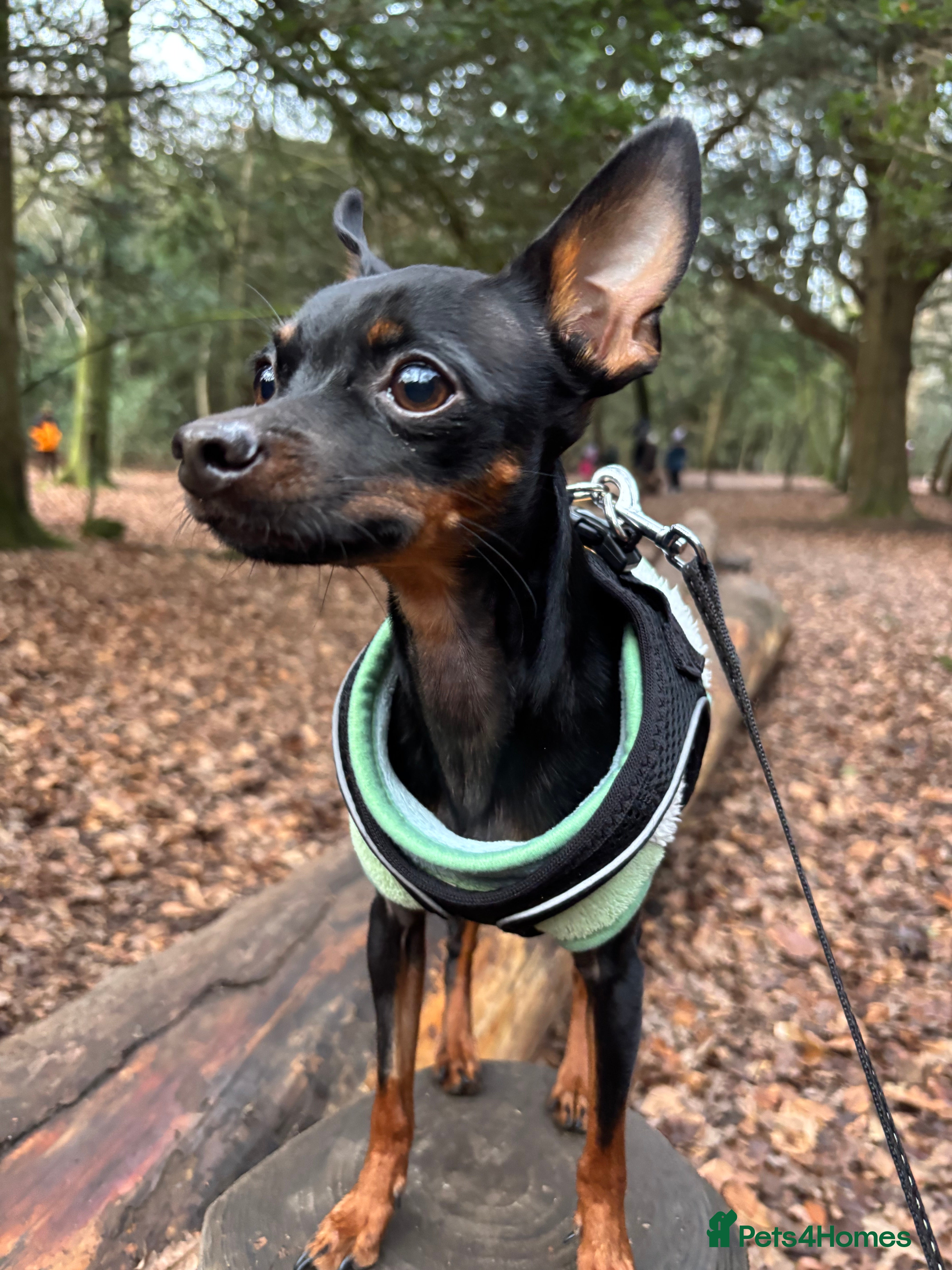 Russian Toy Terrier dogs Beautiful doggy - Advert 16