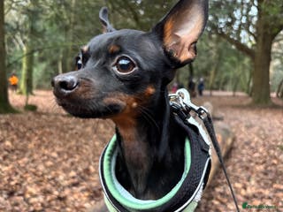 Russian Toy Terrier dogs Beautiful doggy - Advert 3