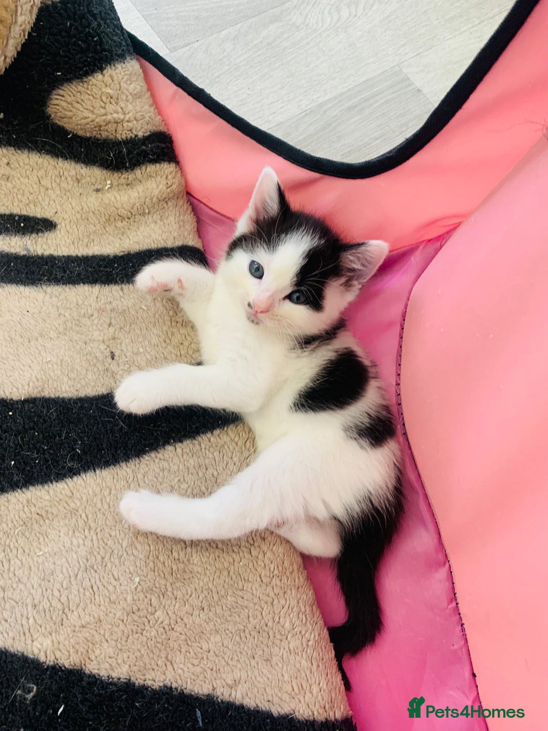 Domestic Shorthair cats for sale: Beautiful kittens ready to go 🐈‍⬛ - Image 30