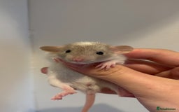 Rat rodents for sale: Baby rats (males and females) - Image 7