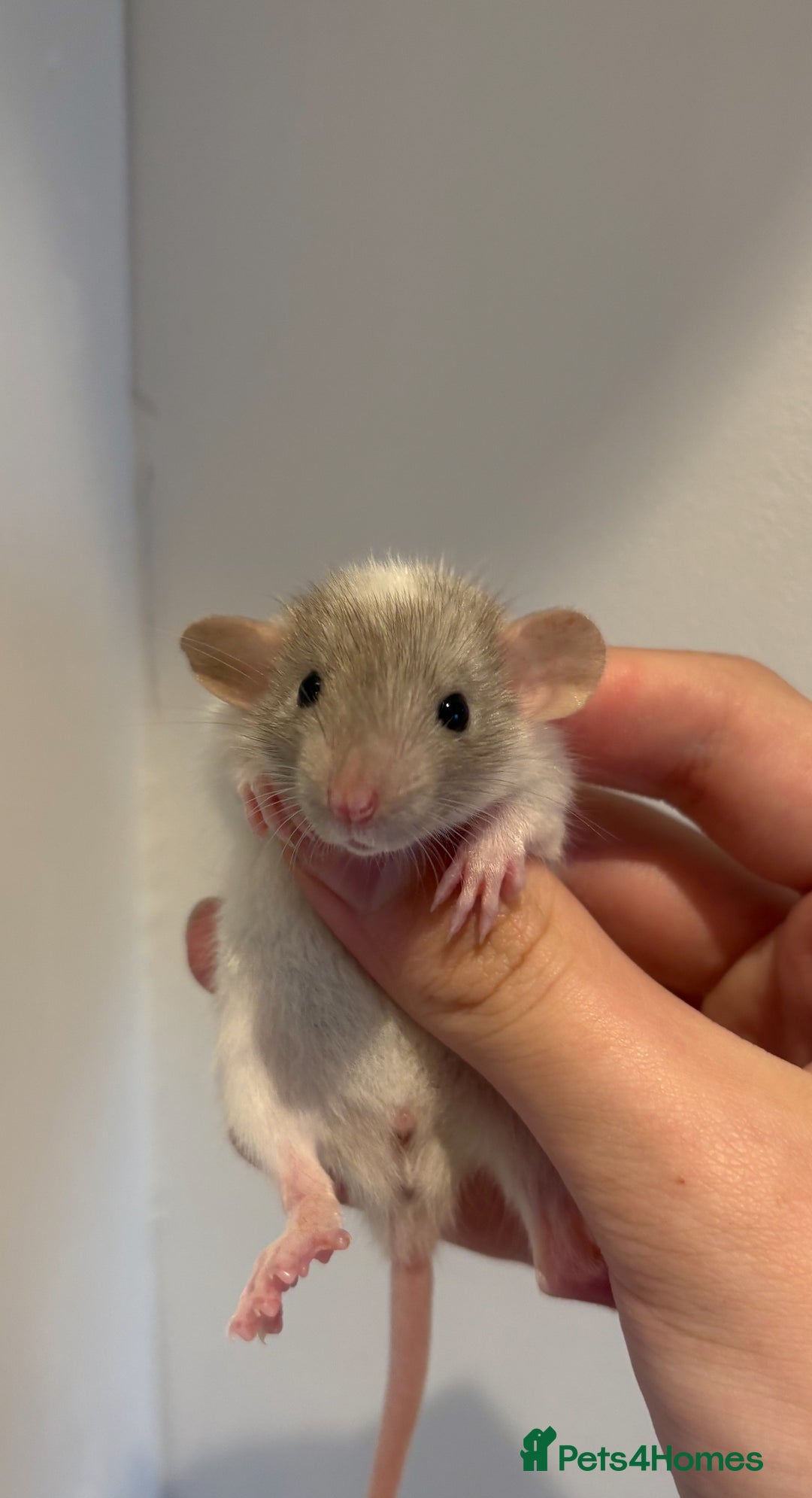 Rat rodents for sale: Baby rats (males and females) - Image 7