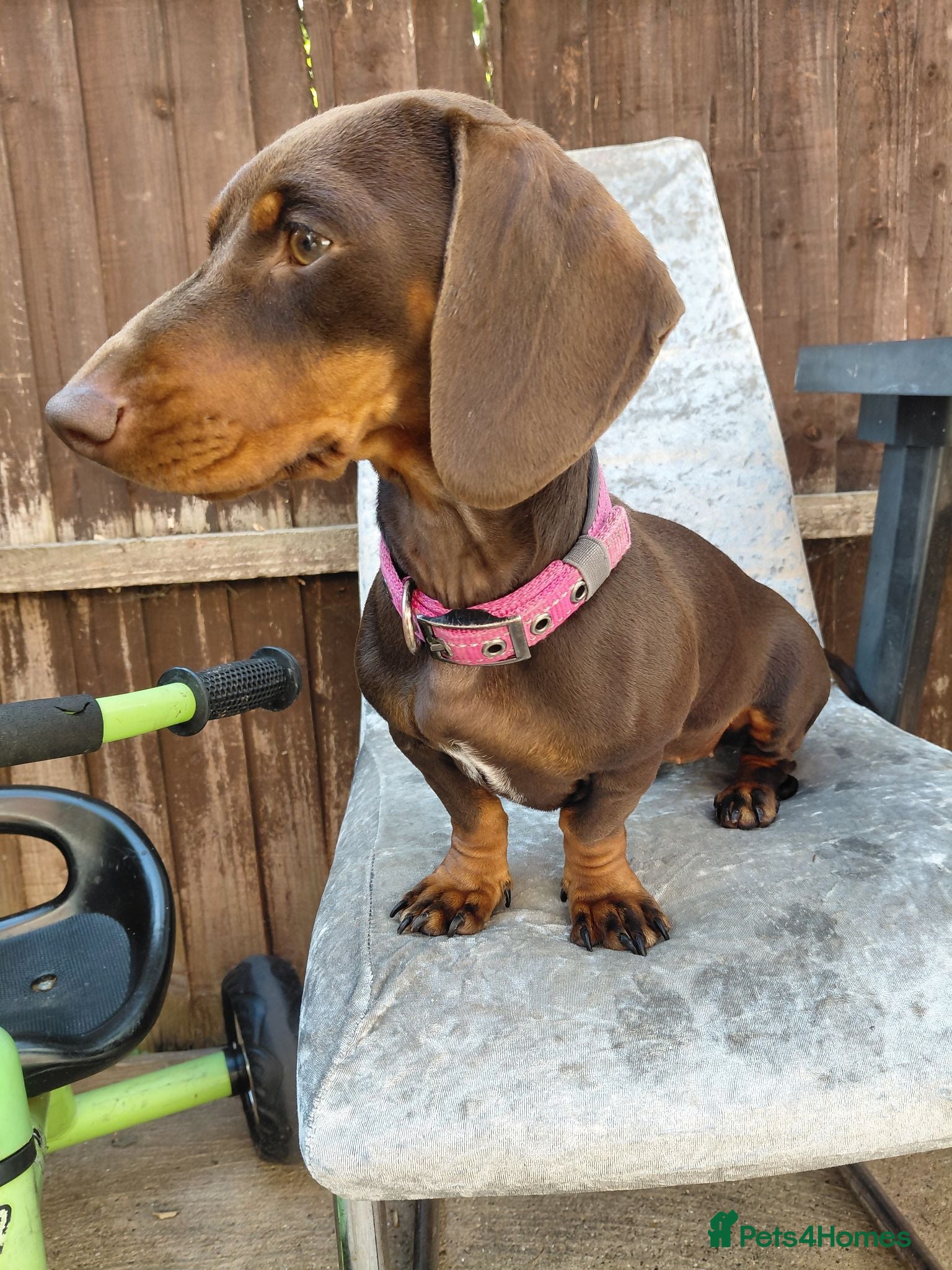 Dachshund dogs Chocolate dachshund puppy for sale - Advert 16