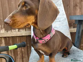 Dachshund dogs Chocolate dachshund puppy for sale - Advert 6