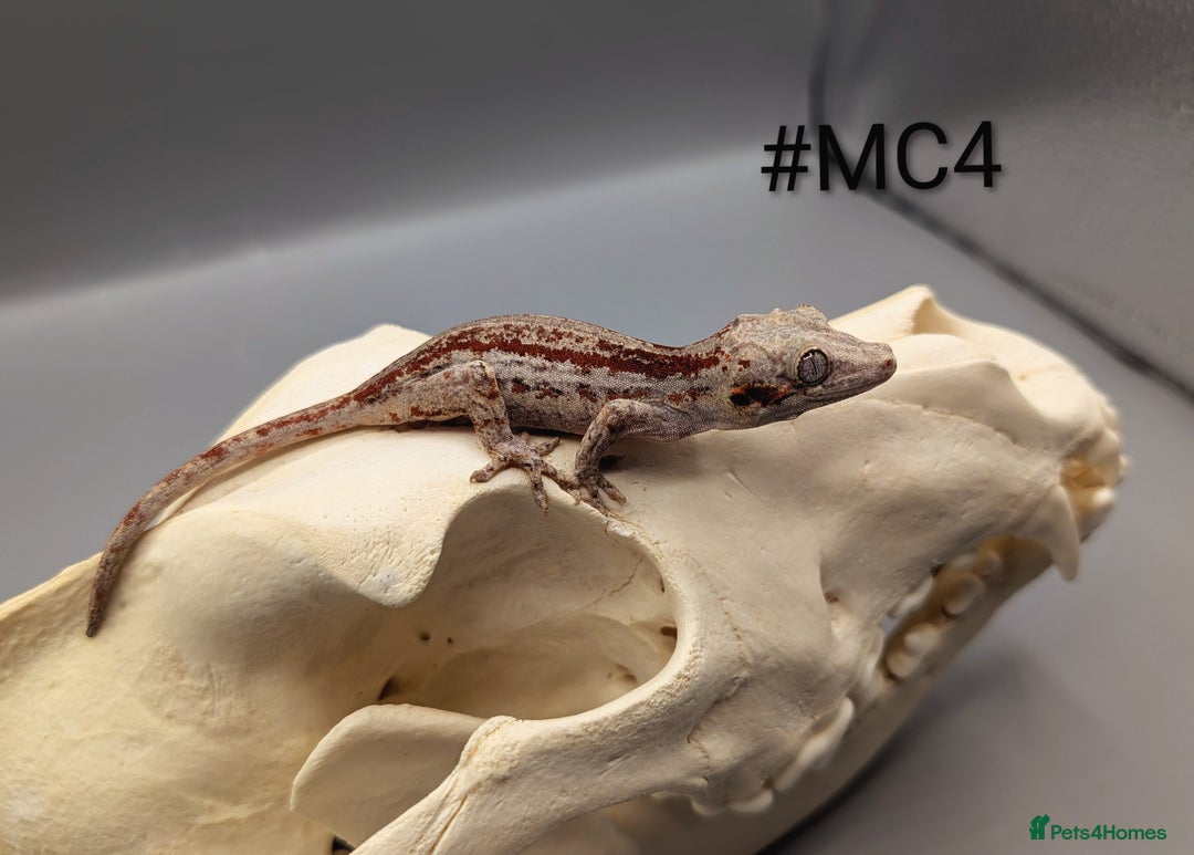 Gecko reptiles for sale: Red Stripe Gargoyle Gecko CB24 - Advert 1