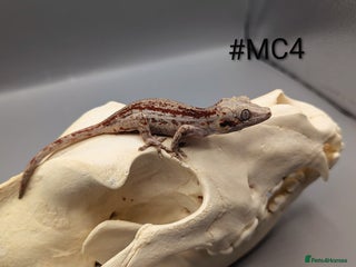 Gecko reptiles Red Stripe Gargoyle Gecko CB24 - Advert 2