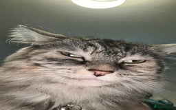 Mixed Breed cats for sale: Female Cat with everything she needs 🤍 - Advert 1