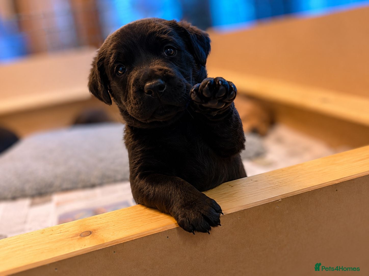Labrador Retriever dogs Purebred Black Labrador Puppies  - Advert 2