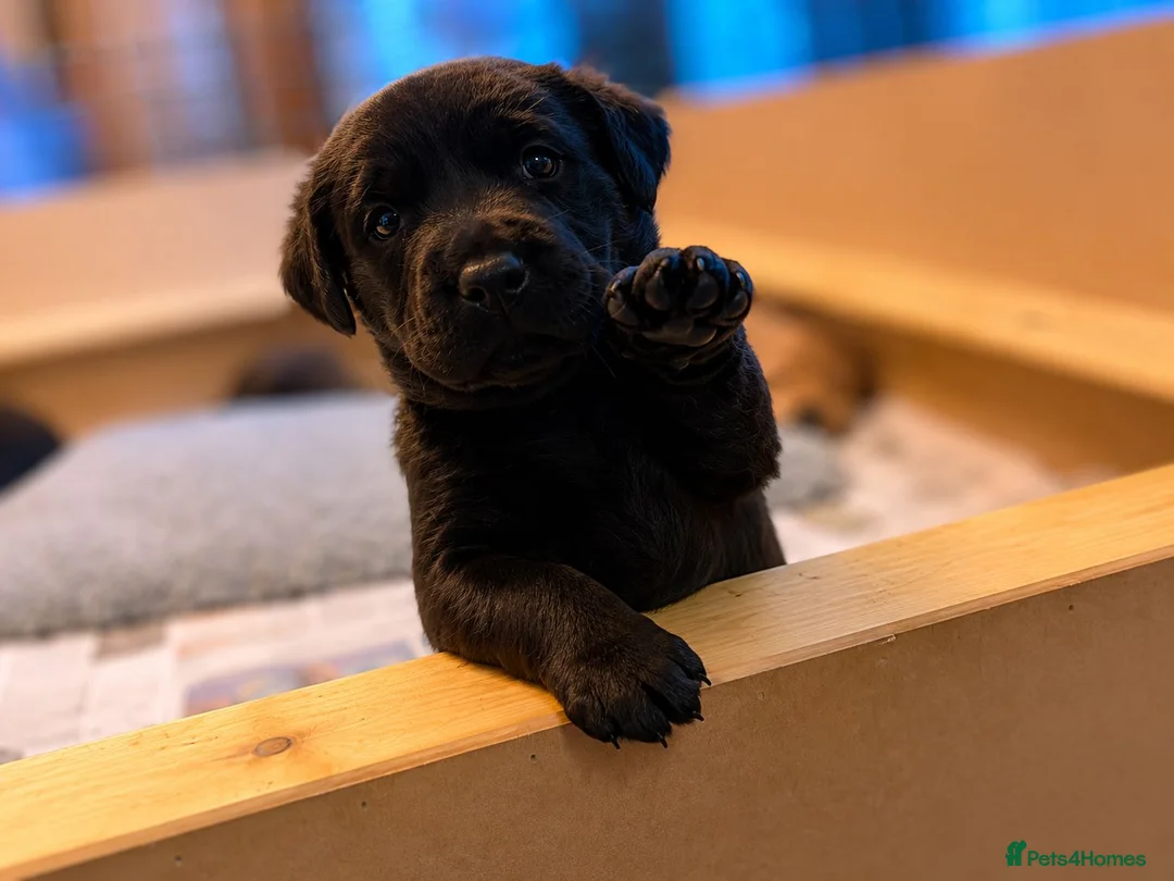 Labrador Retriever dogs for sale: Purebred Black Labrador Puppies  in Diss - Advert 1