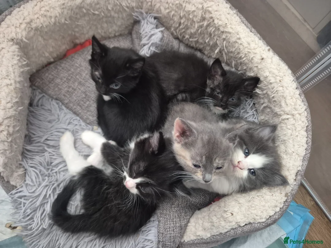 Mixed Breed cats for sale: Fluffy Siberian Mix Kittens 🐾 Ready to reserve 🐾 - Advert 1