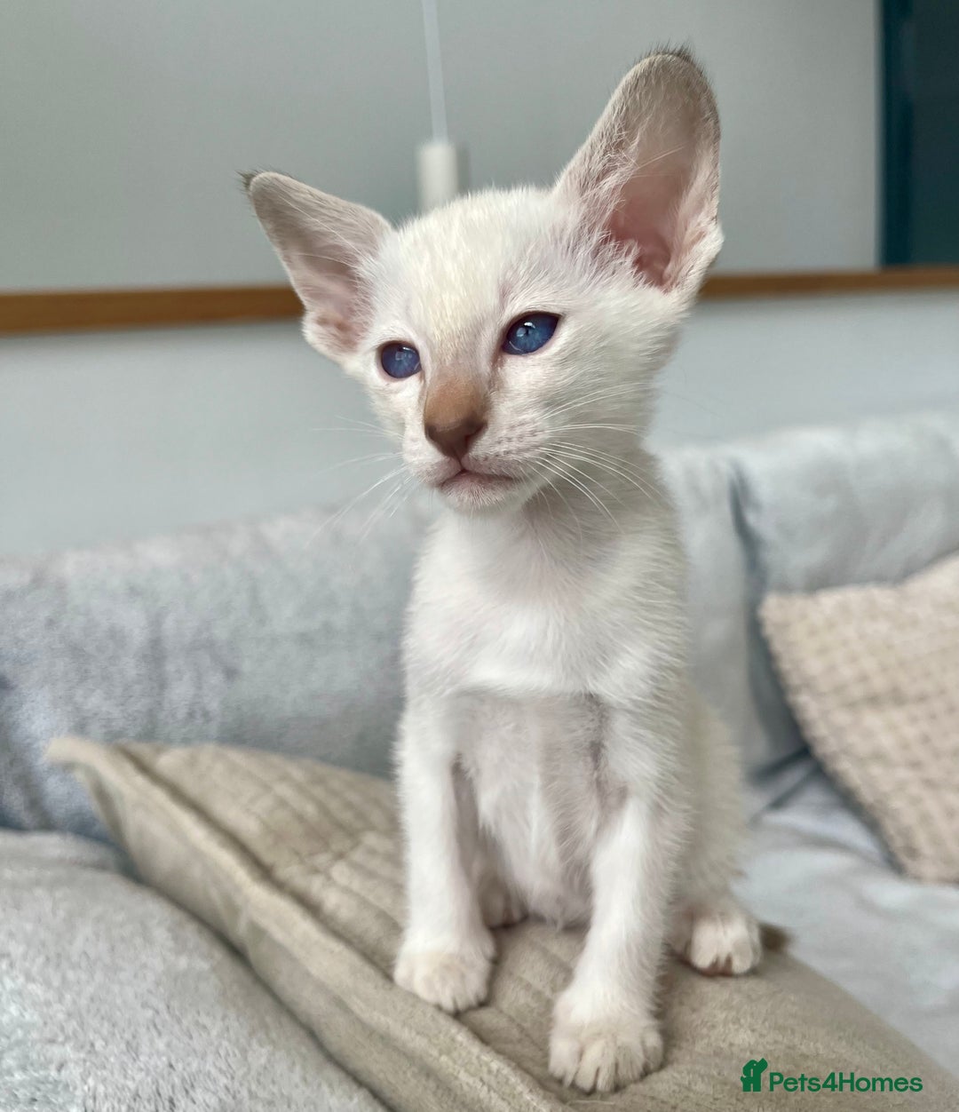Siamese cats for sale: Siamese Oriental kittens superb pedigree GCCF  - Image 29