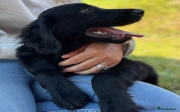 Golden Retriever dogs for sale: Beautiful Golden Retriever x Border Collie Puppies - Image 1