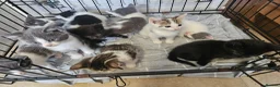 Mixed Breed cats for sale: Beautiful litter of kittens  - Advert 4