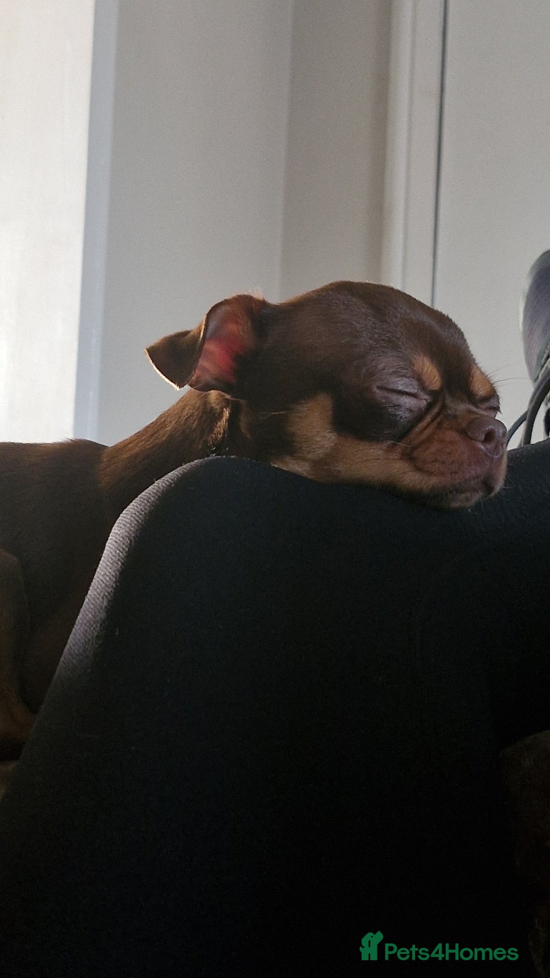 Chorkie dogs for sale: Yorkies cross chihuahua  - Advert 7