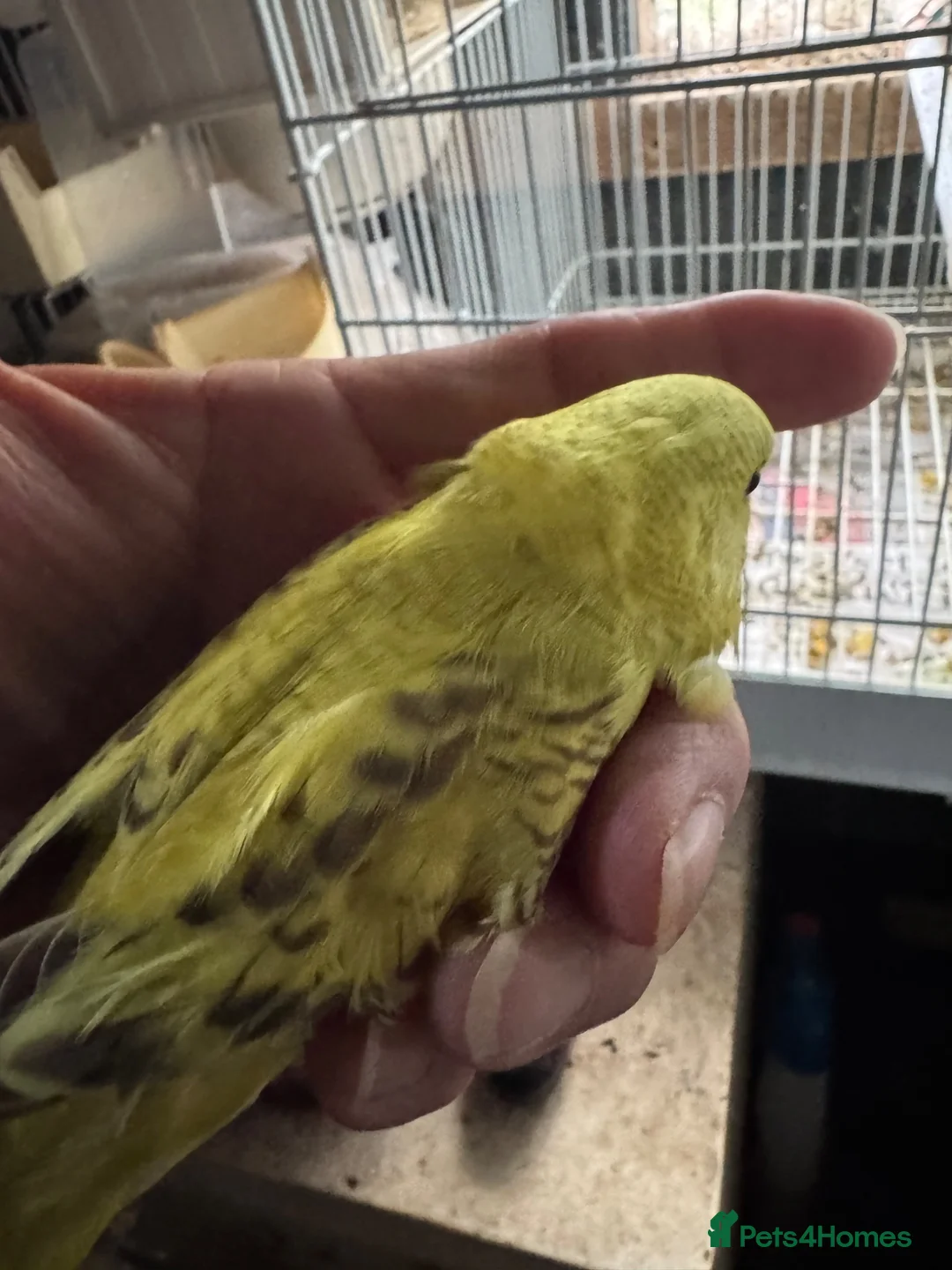 Budgerigars birds for sale: Budgies for sale - Advert 2