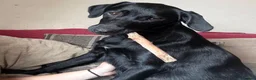 Mixed Breed dogs for sale: golden cocker retriever  - Advert 14
