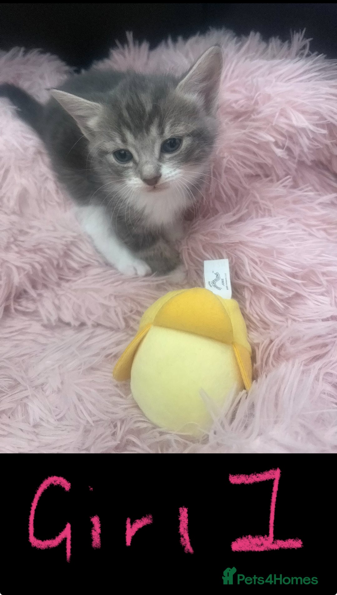 Mixed Breed cats for sale: Tabby and grey kittens  - Image 4