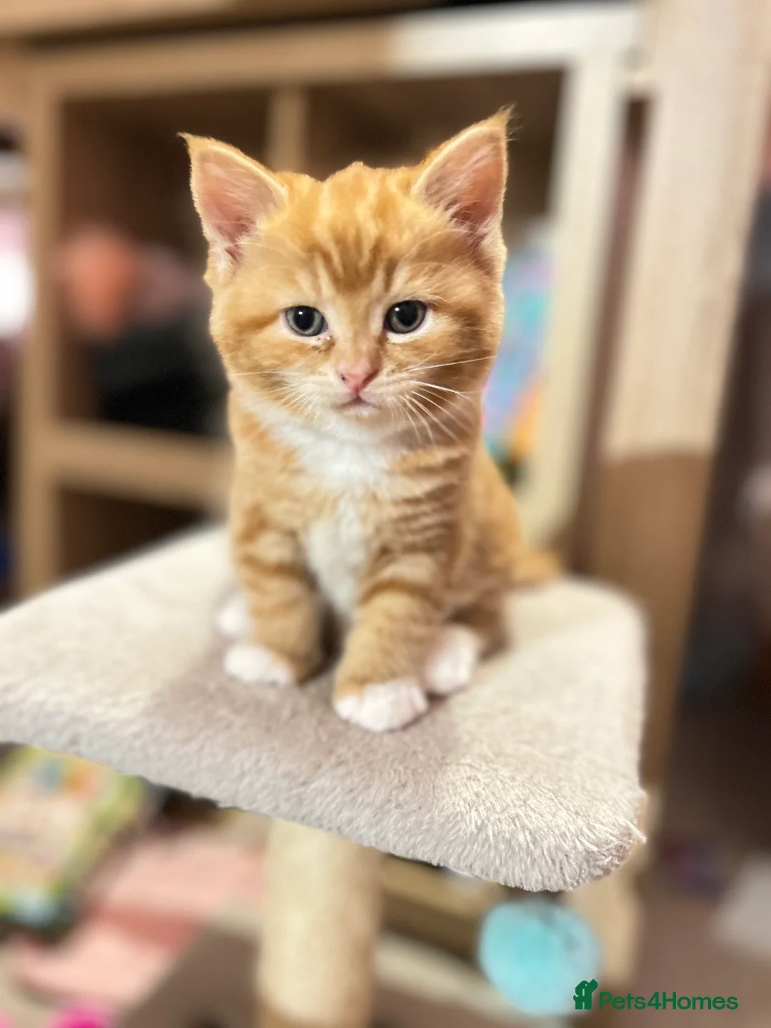 British Shorthair cats for sale: British Shorthair Kittens - Available Now  - Advert 9