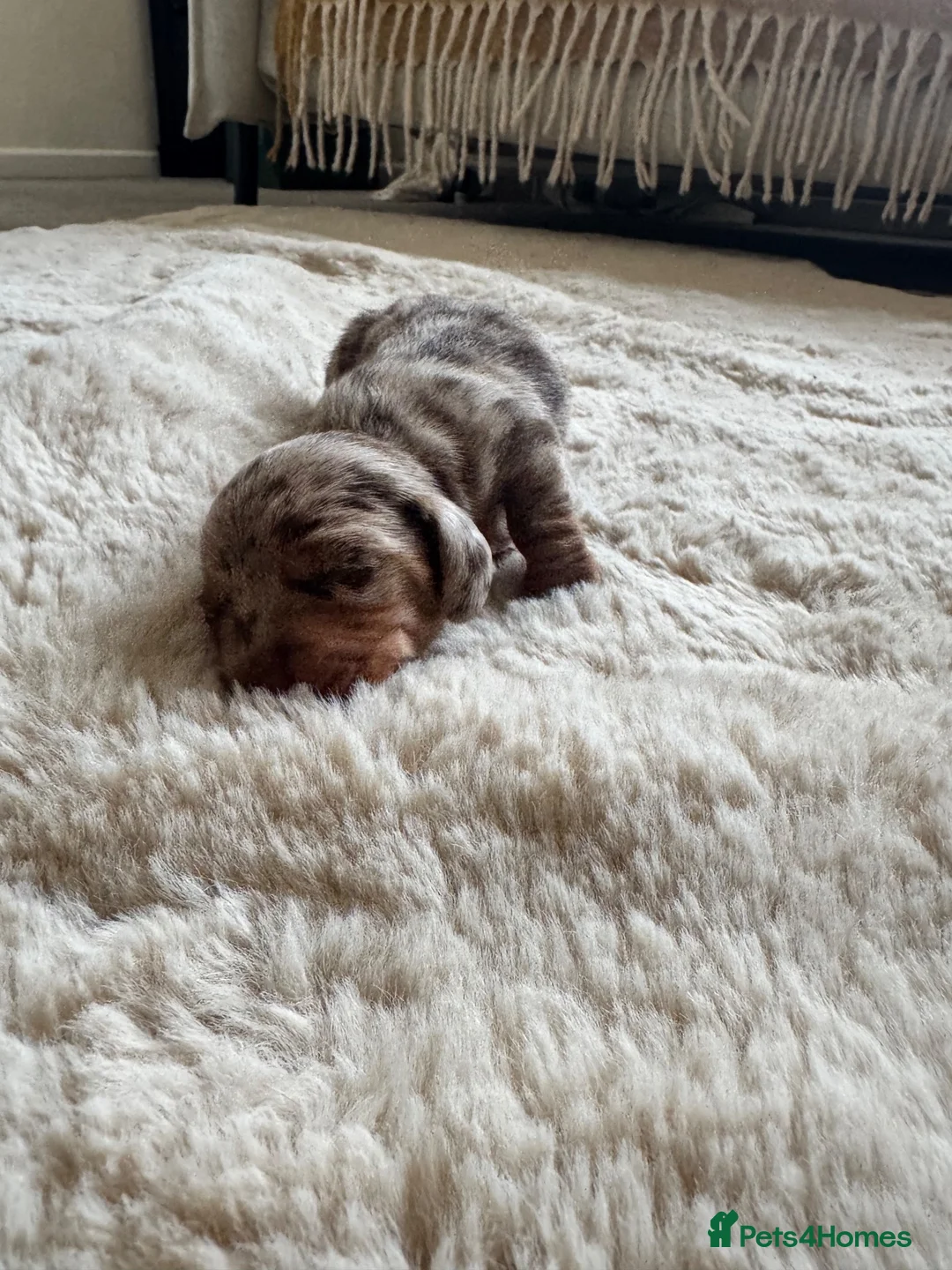 Dachshund dogs for sale: Long hair Dachshund  - Advert 2