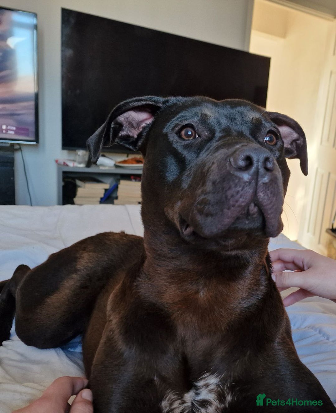 American Bulldog dogs for sale: Two loving dogs available due to medical issues - Advert 4