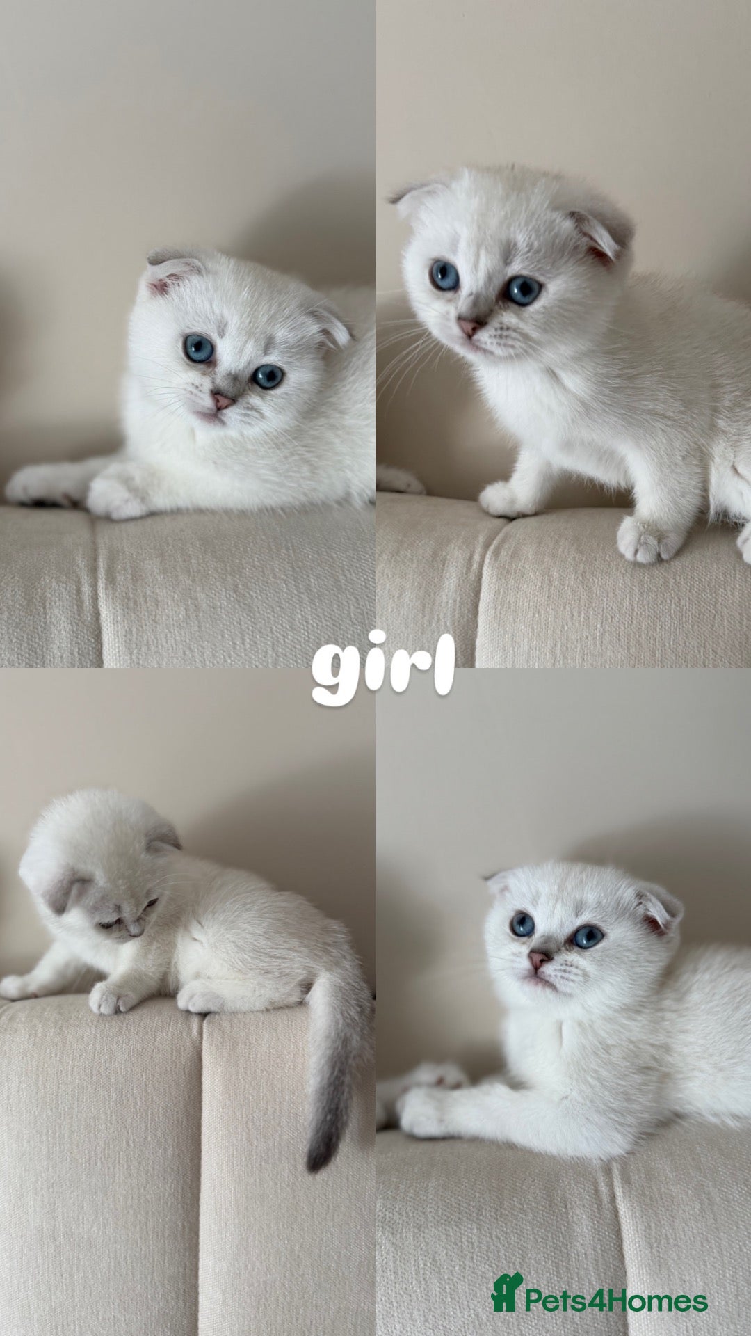 Scottish Fold cats Silver chinchilla Scottish folds  - Advert 1