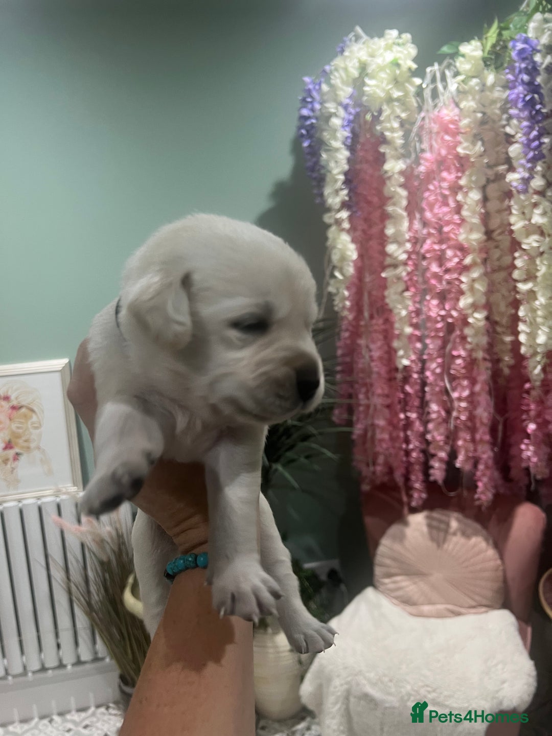 Goldador dogs for sale: Puppies- Goldadors (Golden retriever) (Labrador)  - Image 37