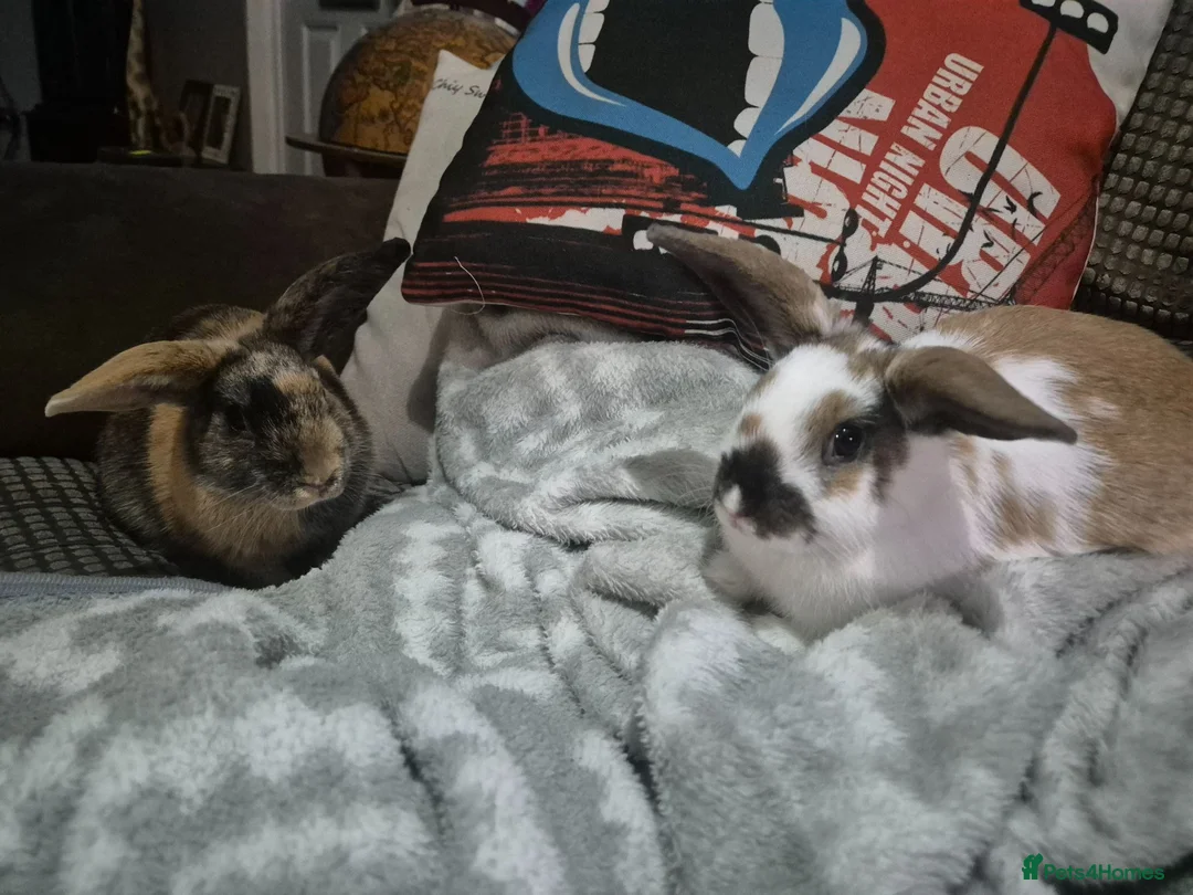 Mixed Breed rabbits for sale: 2 bunnies in Swindon - Advert 1