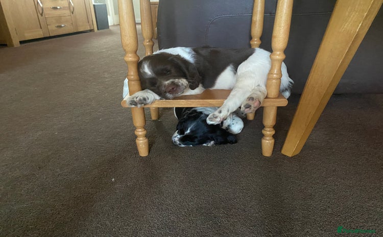 English Springer Spaniel dogs - Advert 1
