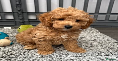 Cockapoo dogs - Advert 5