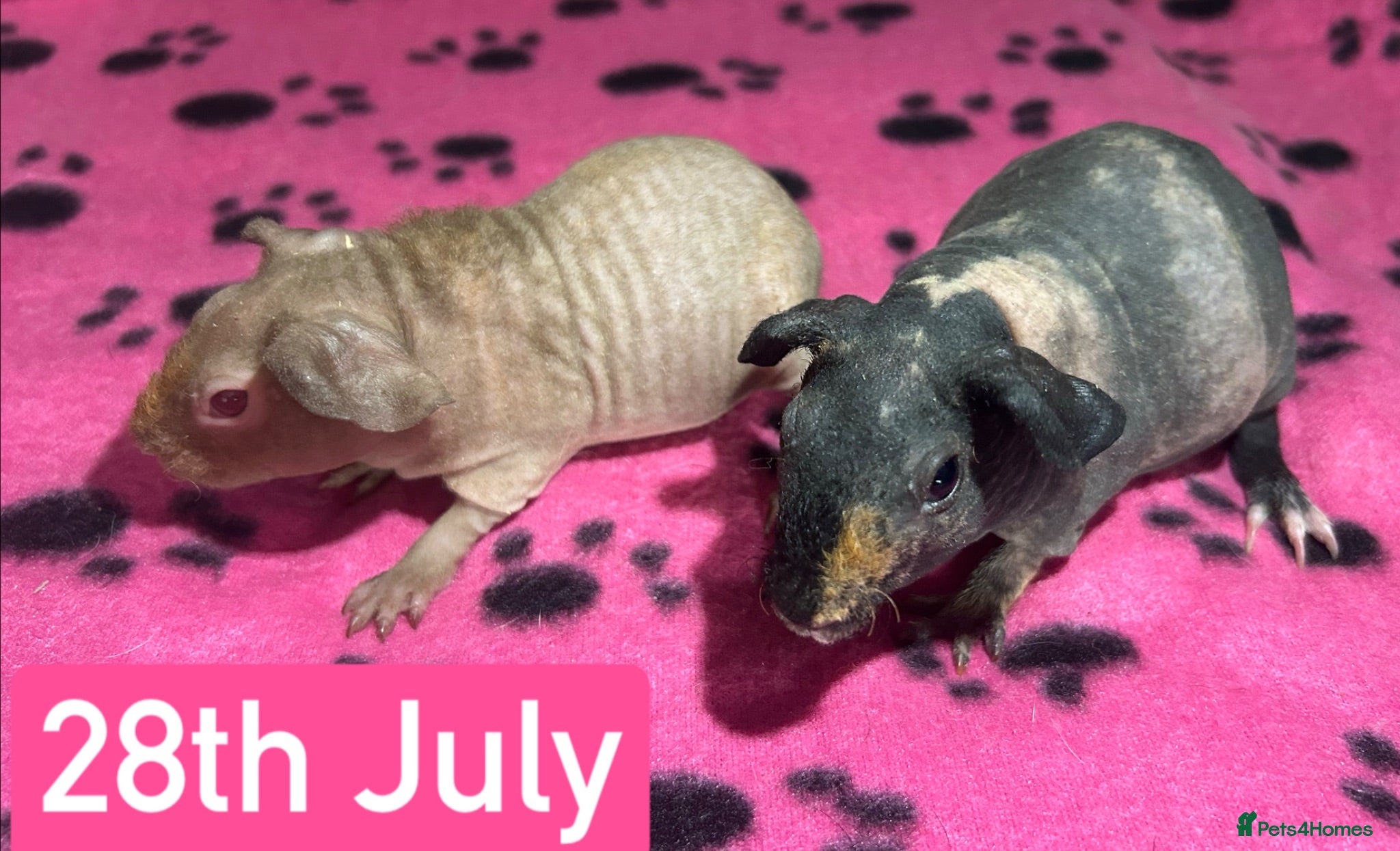 Guinea Pig rodents Skinny Pig Sows  - Advert 15