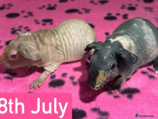 Guinea Pig rodents Skinny Pig Sows - Advert 15