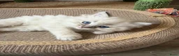Ragdoll cats for sale: 🐾 Adorable Ragdoll  Kittens for Sale! 🐾  - Advert 8