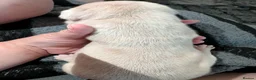 Mixed Breed dogs for sale: 5 amazing Frenchie X pups.  in Corby - Advert 3
