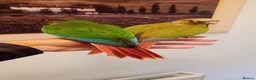 Conures birds for sale: Handreared green cheek conures for sale - Advert 5