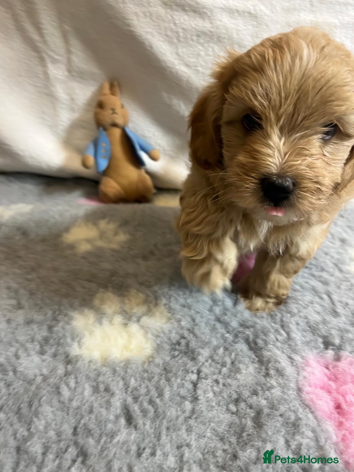 Maltipoo dogs for sale: 🤩 4 f1 stunning male Maltipoo 🤩 - Advert 4