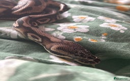 Python Snake reptiles for sale: Two Male Pythons with Full Setups Urgent Rehoming - Image 2