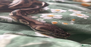 Python Snake reptiles - Advert 6