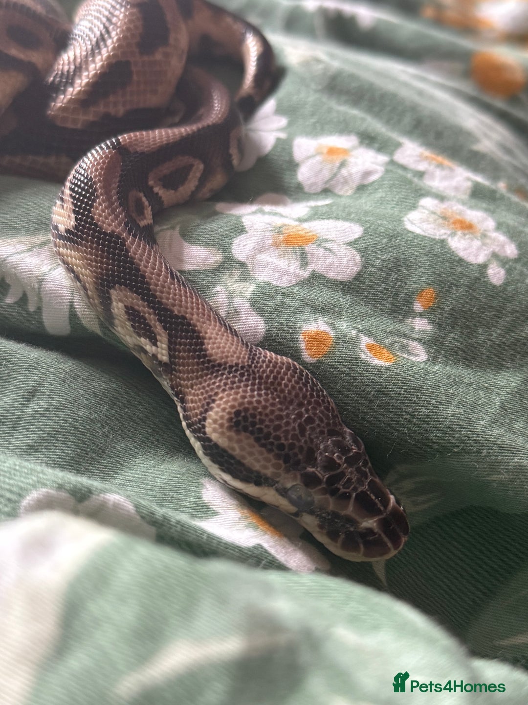 Python Snake reptiles for sale: Two Male Pythons with Full Setups Urgent Rehoming - Image 2