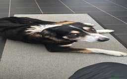 Border Collie dogs for sale: Frodo border collie tri colour  - Image 1