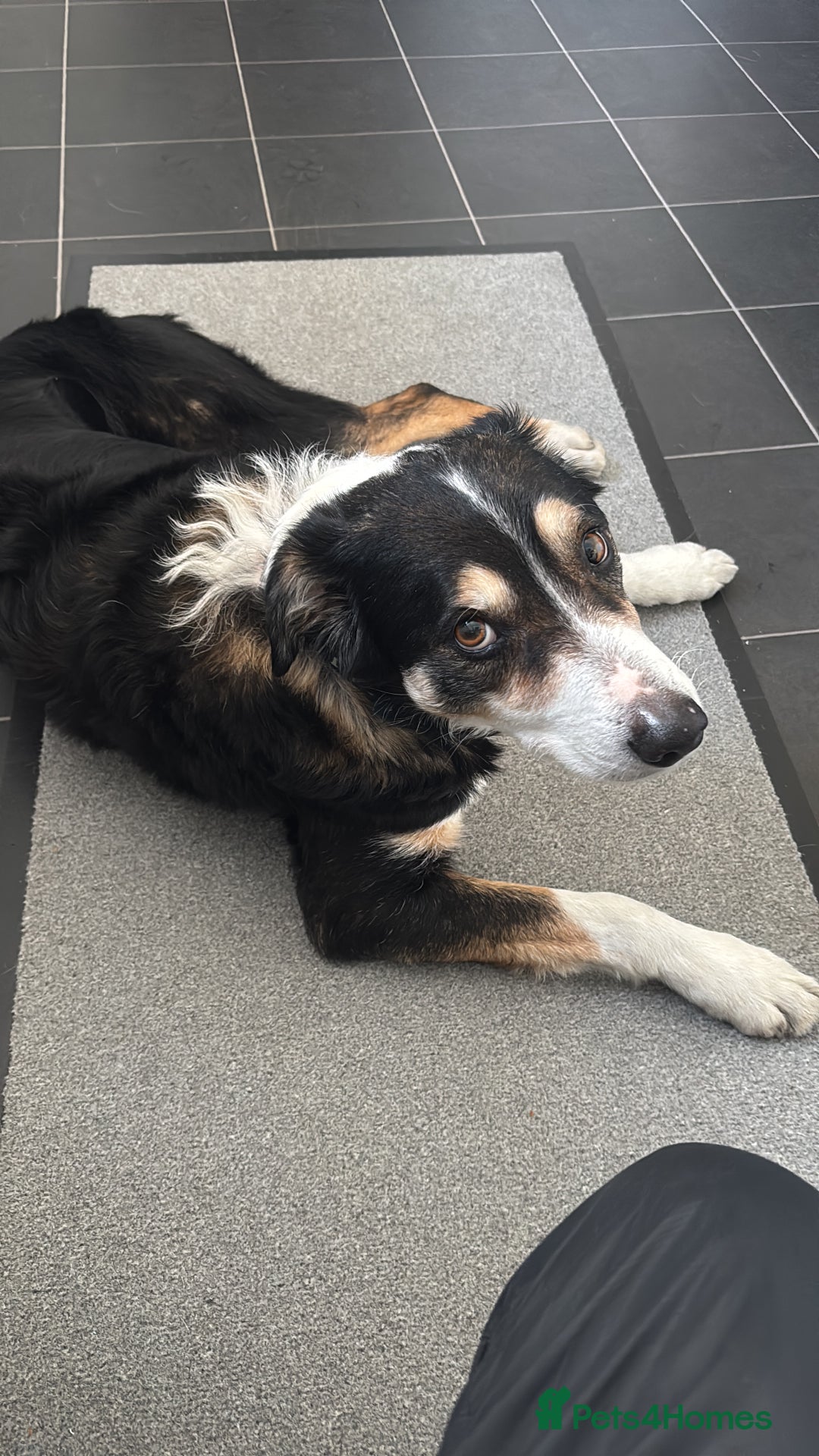 Border Collie dogs for sale: Frodo border collie tri colour  - Image 1